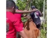 Dramatis! Jembatan Bambu Roboh Saat Warga Evakuasi Sapi Sakit