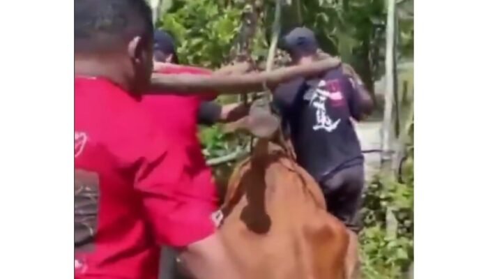 Dramatis! Jembatan Bambu Roboh Saat Warga Evakuasi Sapi Sakit